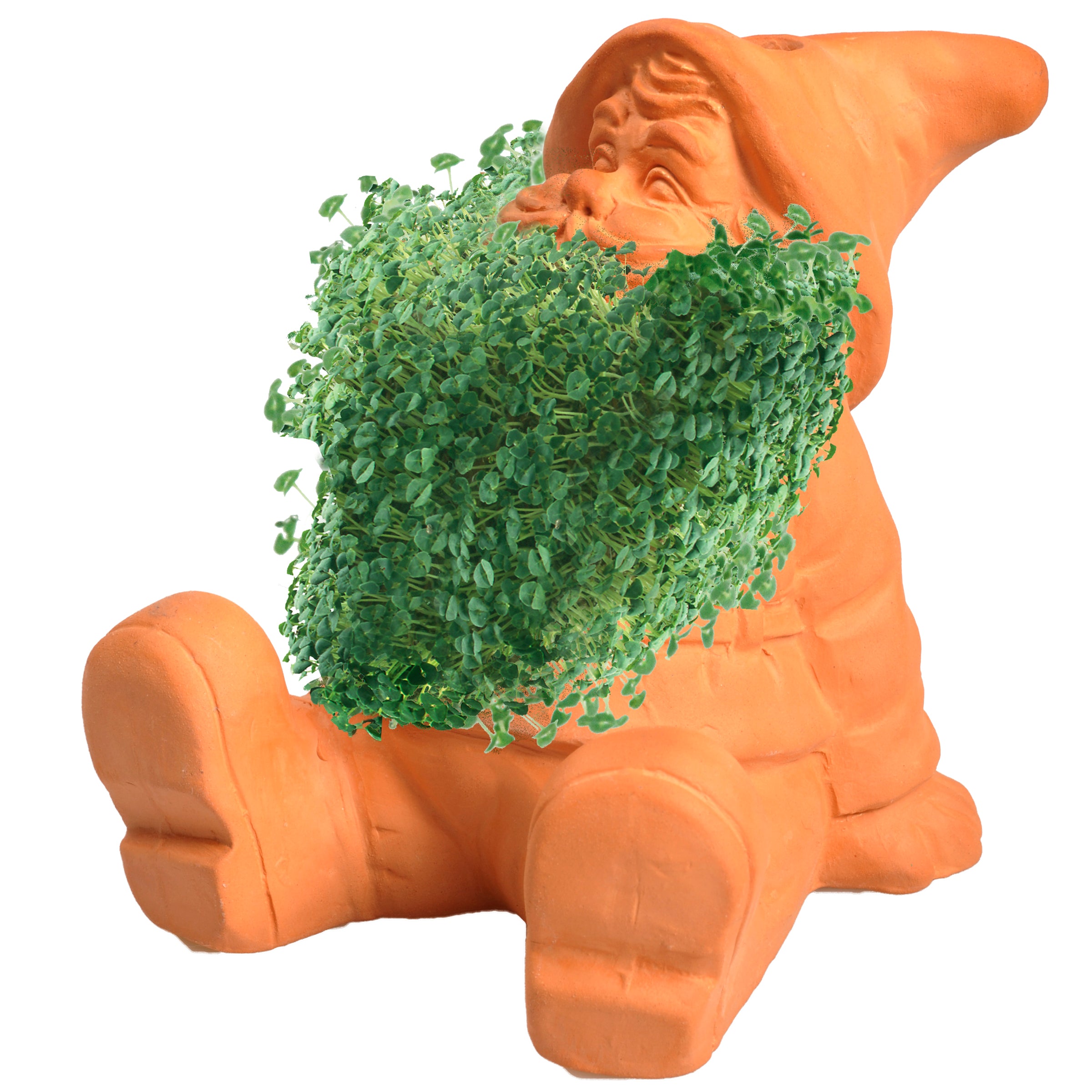 chia pot plant Classic Gnome Chia Pet®