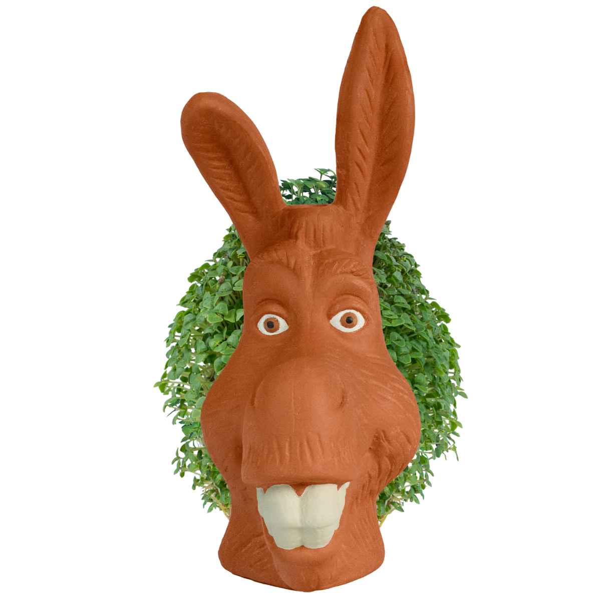 Shrek - Donkey Chia Pet®