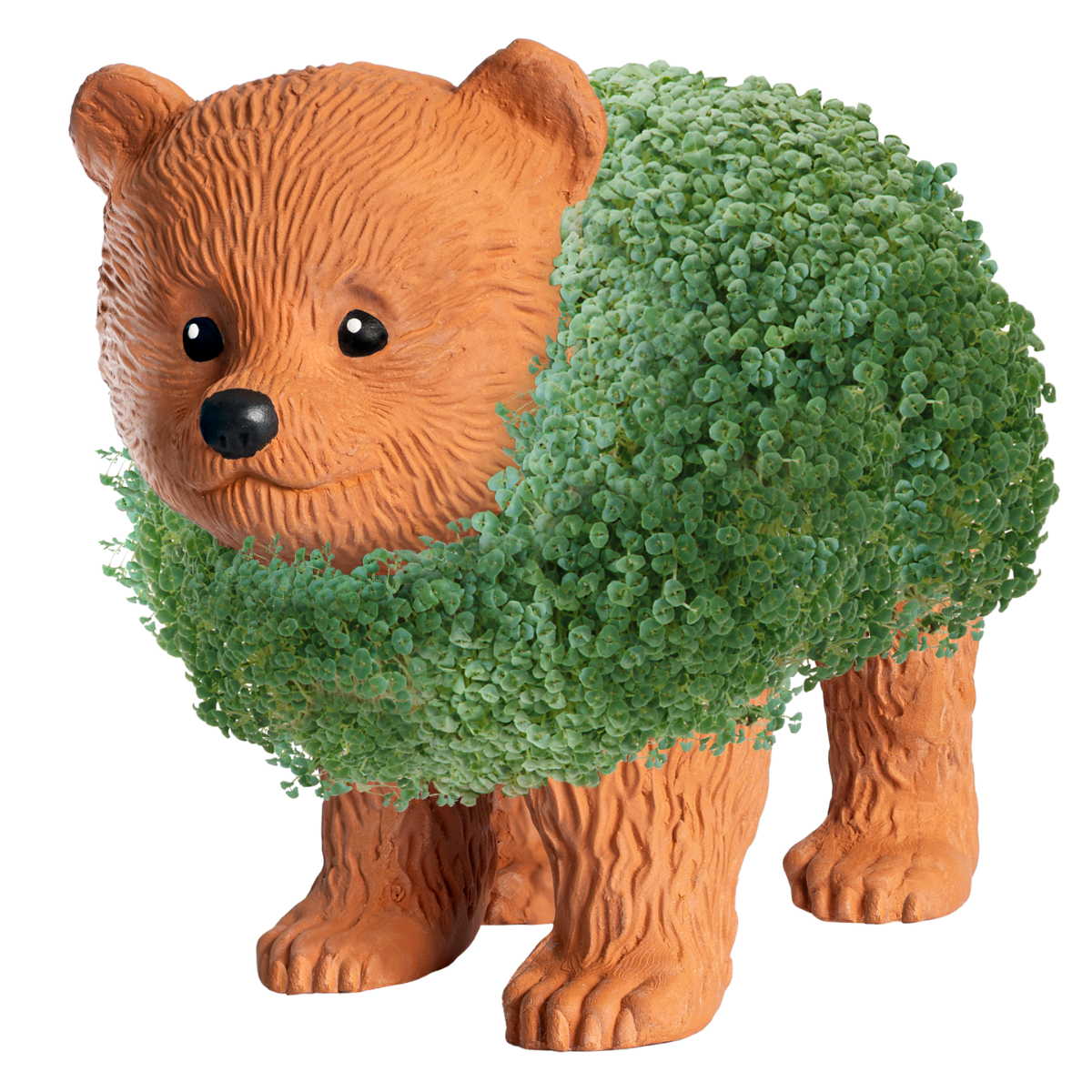 Bear Cub Chia Pet®