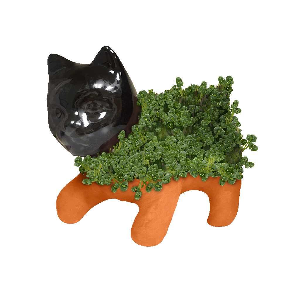 Healthy Kitten Food With Chia Seeds photo
