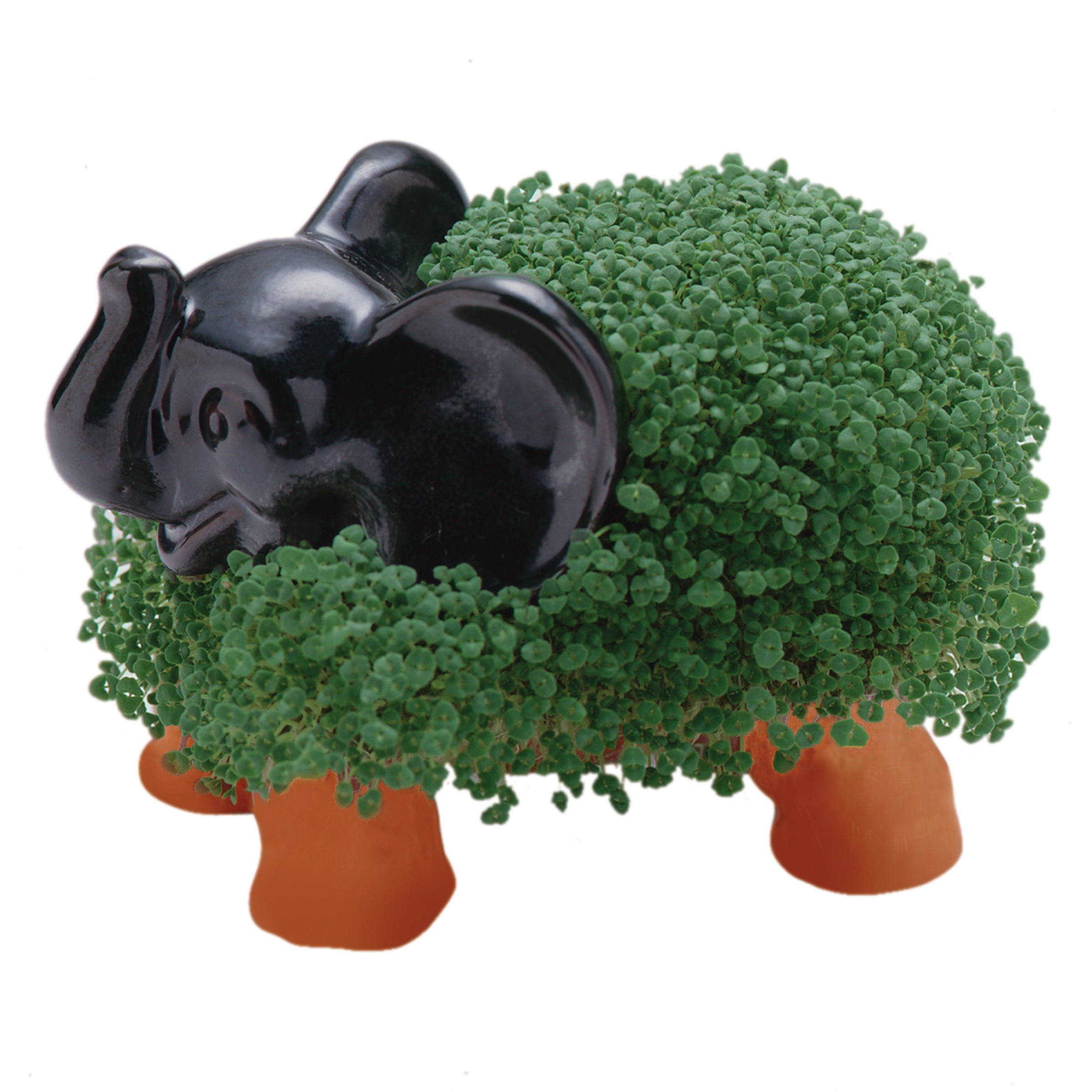 Classic Elephant Chia Pet® - Chia.com