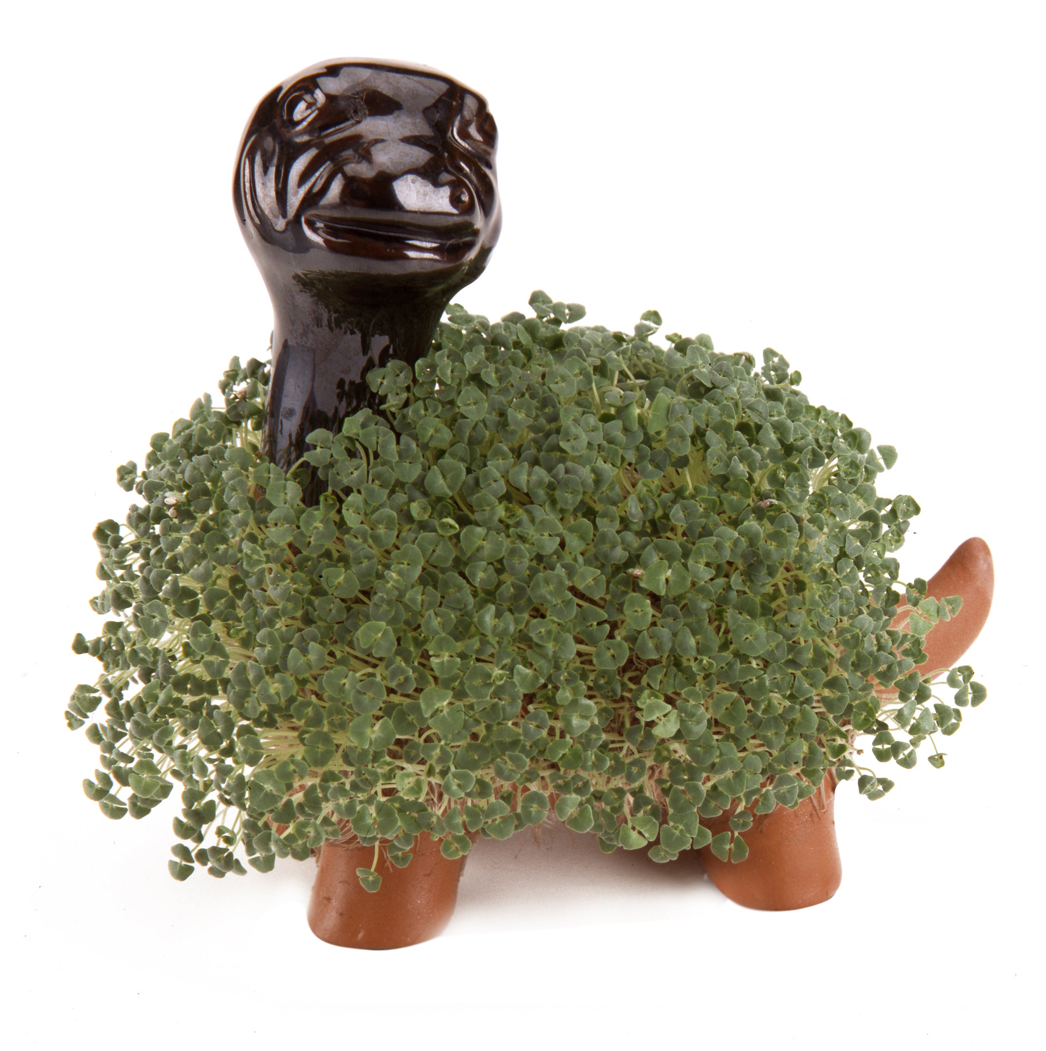 Classic Dinosaur Chia Pet® - Chia.com