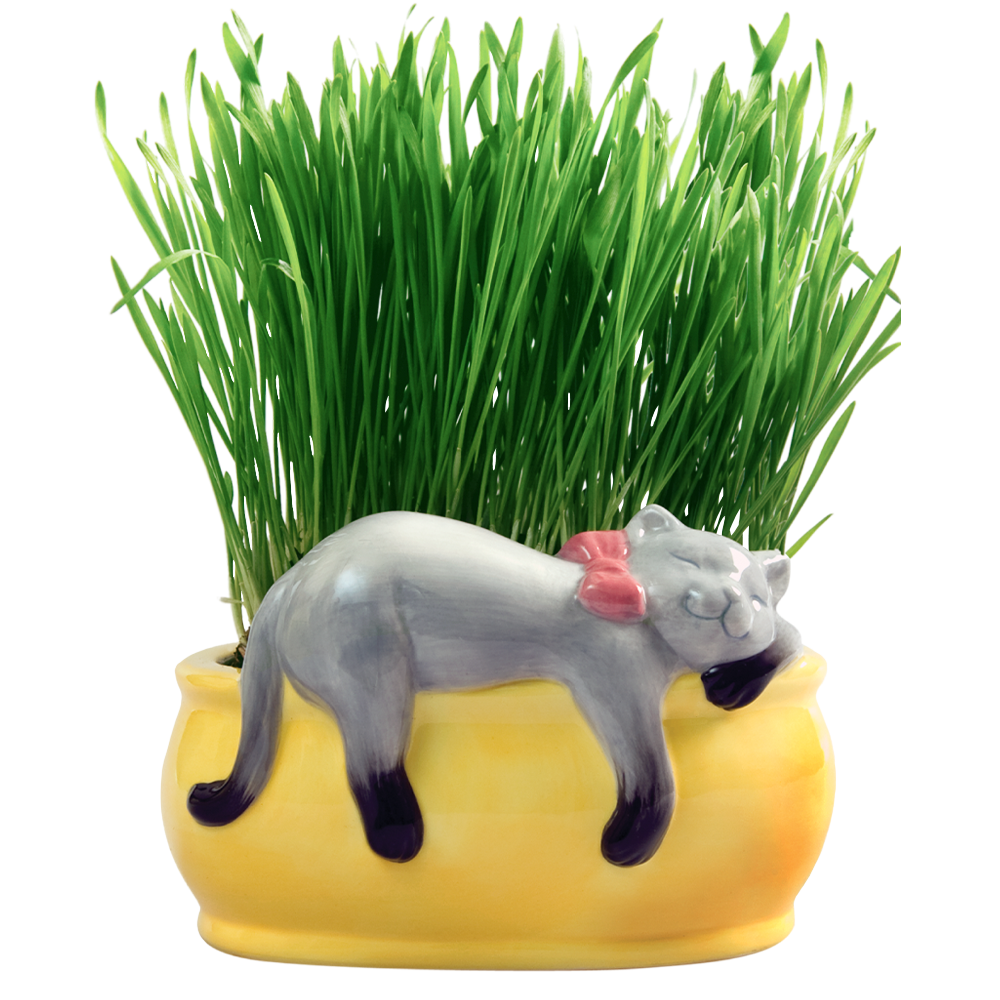 Snoozing Kitty Chia® Cat Grass Planter - Chia.com