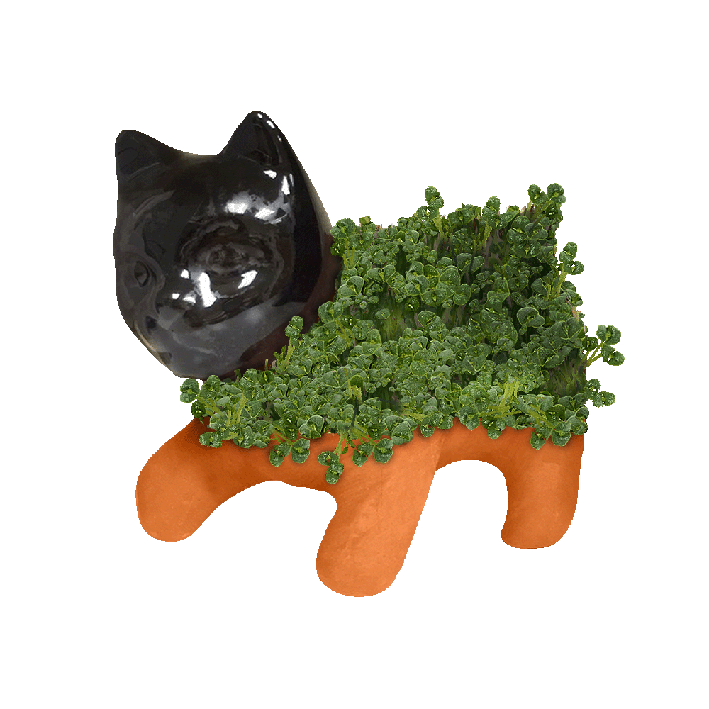 Classic Kitten Chia Pet® - Chia.com