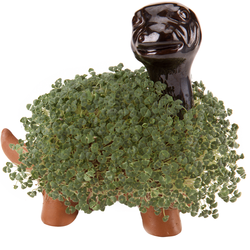 chia plant pot Classic Dinosaur Chia Pet