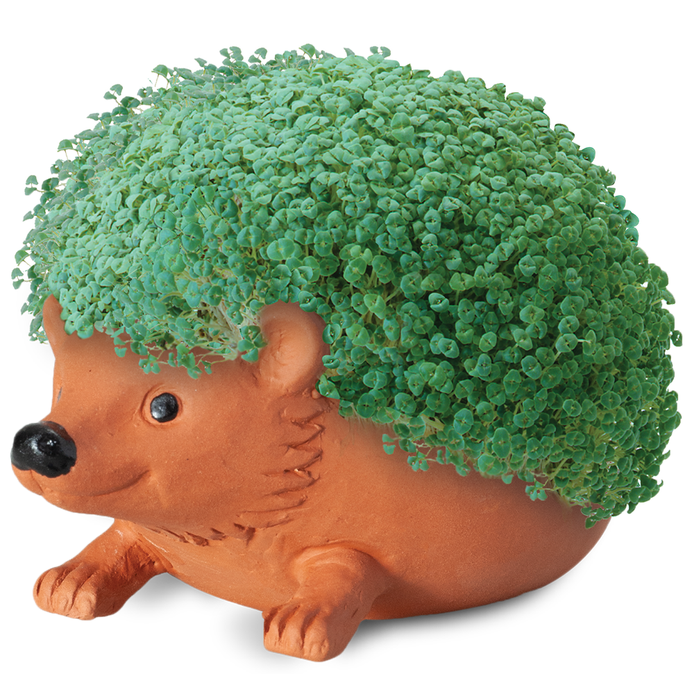 Classic Hedgehog Chia Pet® - Chia.com