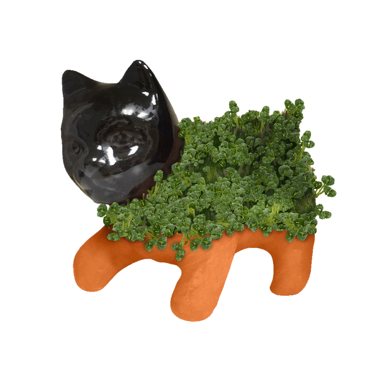 Classic Kitten Chia Pet® - Chia.com