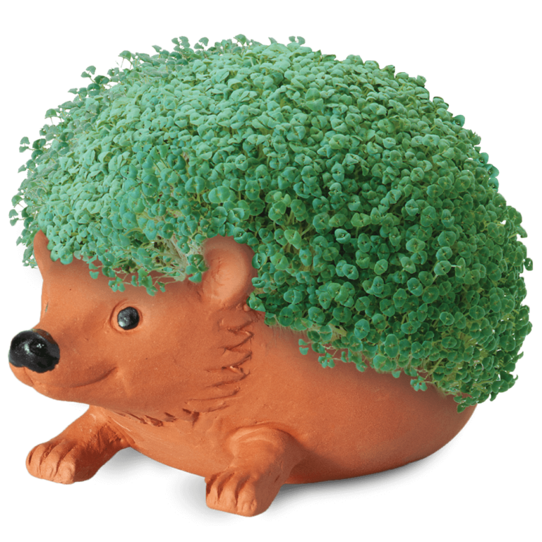 Hedgehog Chia Pet® (Classic) - Chia.com