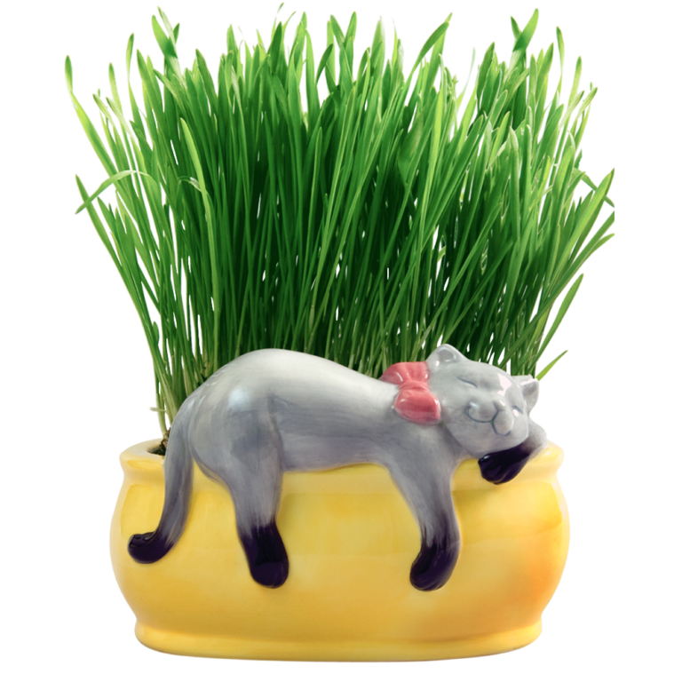 Chia Pets & Planters - Chia.com