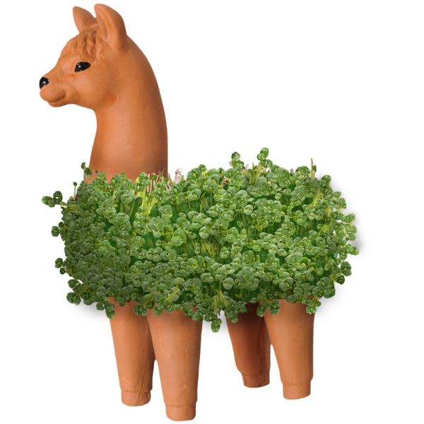 Original Llama Chia Pet®